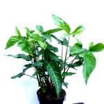 Syngonium angustatum XL