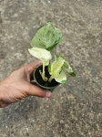 Epipremnum Happy Leaf - S