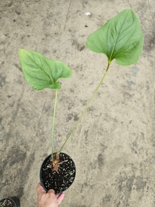 Anthurium lingua nr 3
