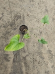 Anthurium lingua nr 2
