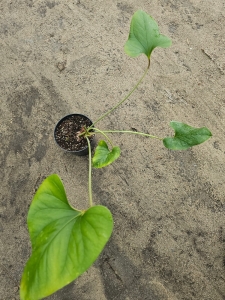 Anthurium lingua nr 2