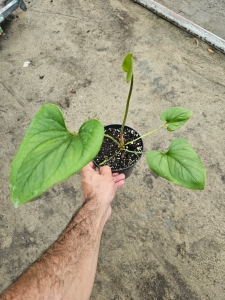Anthurium lingua nr 1