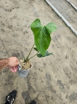 Anthurium sagittatum - L