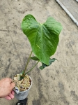 Anthurium sagittatum - L