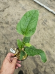 Anthurium pedatum 3 - M
