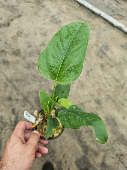Anthurium pedatum 3 - M