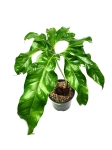 Anthurium pedatum - zdjęcie poglądowe gatunku