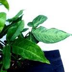 Syngonium angustatum