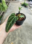 Anthurium Crystal Sky 1 (a. crystallinum x a. besseae aff.) - M