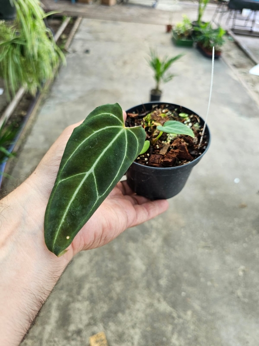 Anthurium Crystal Sky 1 (a. crystallinum x a. besseae aff.) - M