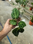 Anthurium Crystal Sky 4 (a. crystallinum x a. besseae aff.) - M