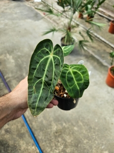 Anthurium Crystal Sky 4 (a. crystallinum x a. besseae aff.) - M