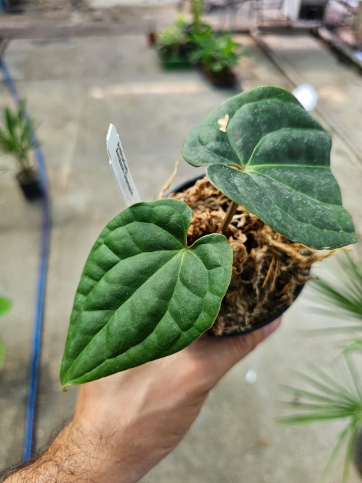 Anthurium Amazon Diamond (a. besseae aff x a. luxurians) - L