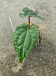 Anthurium Amazon Diamond (a. besseae aff x a. luxurians) - L