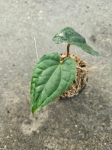 Anthurium Amazon Diamond (a. besseae aff x a. luxurians) - L