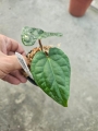 Anthurium Amazon Diamond (a. besseae aff x a. luxurians) - L