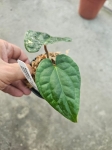 Anthurium Amazon Diamond (a. besseae aff x a. luxurians) - L