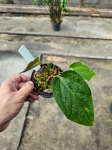Anthurium Amazon Rabbit 1 (a. forgetii x a. pinkleyi) - M