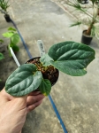 Anthurium Happy Bunny 1 (a. pinkleyi x a. luxurians) - M