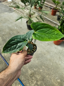 Anthurium Happy Bunny 2 (a. pinkleyi x a. luxurians) - M