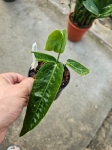 Anthurium Zamora Queen 2
