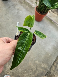 Anthurium Zamora Queen 2 (a. marmaoratum 2 x a. warocqueanum) - M