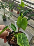 Anthurium Zamora Queen 2
