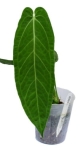Anthurium Zamora Queen - zdjęcie poglądowe gatunku