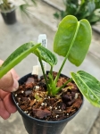 Anthurium Zamora Queen 2