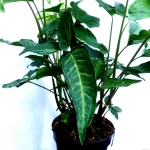 Syngonium angustatum XL