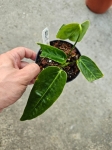Anthurium Zamora Queen 2