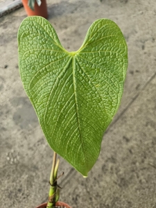 Anthurium corrugatum Rude - L