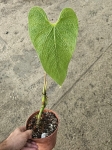Anthurium corrugatum Rude - L