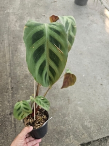  Maranta leuconeura Red - L