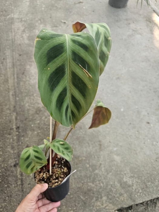 Maranta leuconeura Red - L