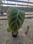 Maranta leuconeura Red - L