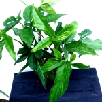 Syngonium angustatum XL