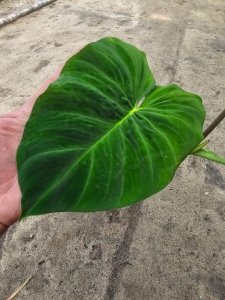 Philodendron verrucosum Amaluza - L