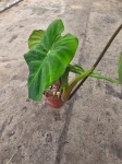 Philodendron verrucosum Amaluza - L