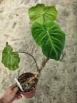 Philodendron verrucosum Amaluza - L