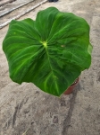 Philodendron verrucosum Amaluza - L