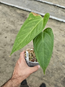 Anthurium Yasuni Heart (a. magnificum x a. moronense) - M