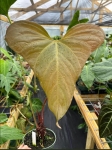 Anthurium Yasuni Heart - zdjęcie poglądowe gatunku