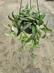 Hoya rosita - L