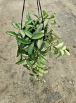 Hoya rosita - L
