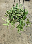 Hoya rosita - L