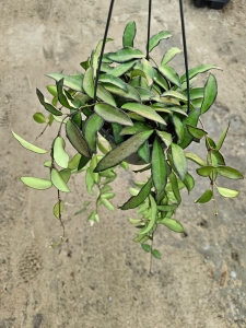 Hoya rosita - L