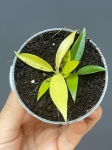 Philodendron Ring of Fire Gold / Golden Saw + Green Saw - S