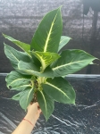 Dieffenbachia 'Green Magic' - L