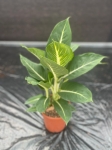 Dieffenbachia 'Green Magic' - L
